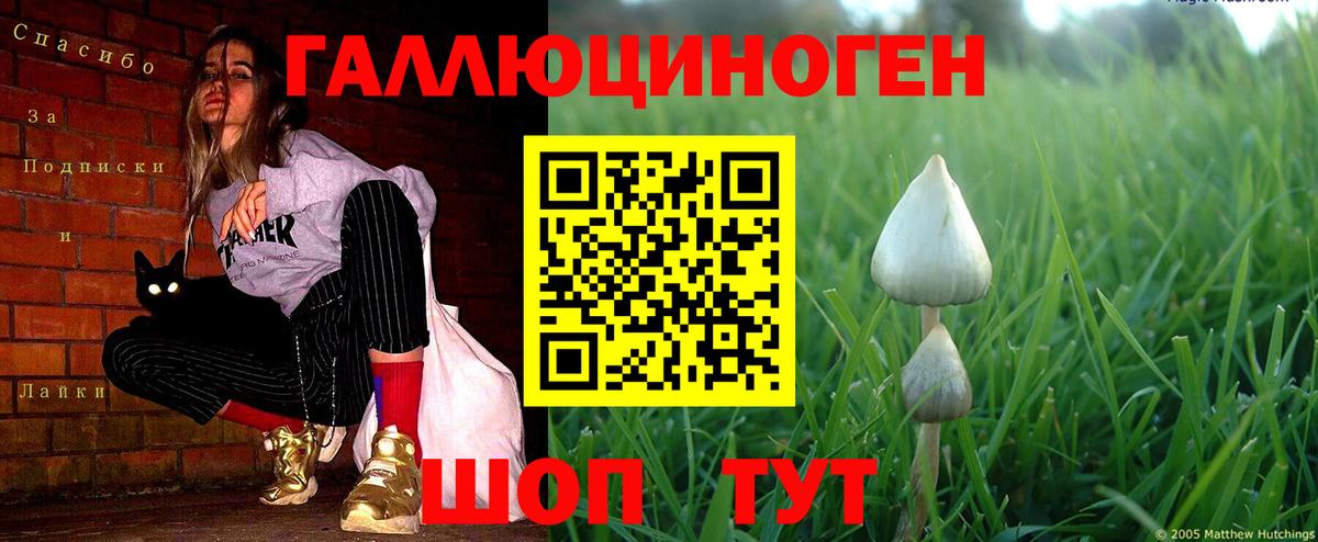 Галлюциногенные грибы Psilocybine cubensis Алейск